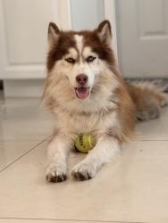 Reunited Male Dog last seen Near NE 17th Ave pompano Beach, Pompano Beach, FL 33064