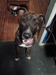 Reunited Male Dog last seen Beverly, Modesto, CA 95351
