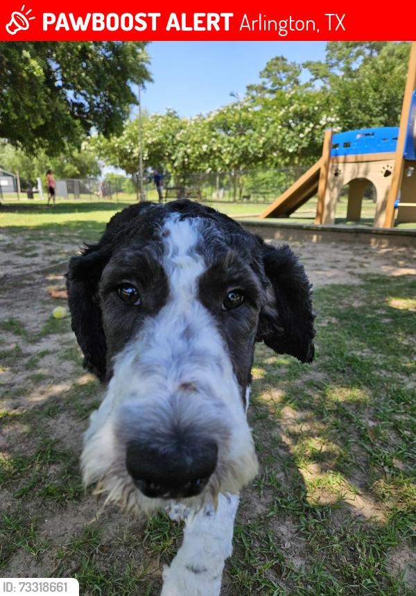 Lost Male Dog last seen Fitzgerald Elementary, Arlington, TX 76018