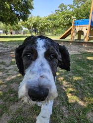 Lost Male Dog last seen Fitzgerald Elementary, Arlington, TX 76018