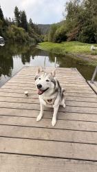 Reunited Male Dog last seen Near Richmond ave San Jose, San Jose, CA 95128