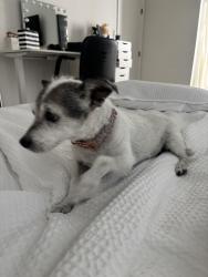 Reunited Female Dog last seen Golden Eagle blvd + Sun Ridge Dr, Fountain Hills, AZ 85268