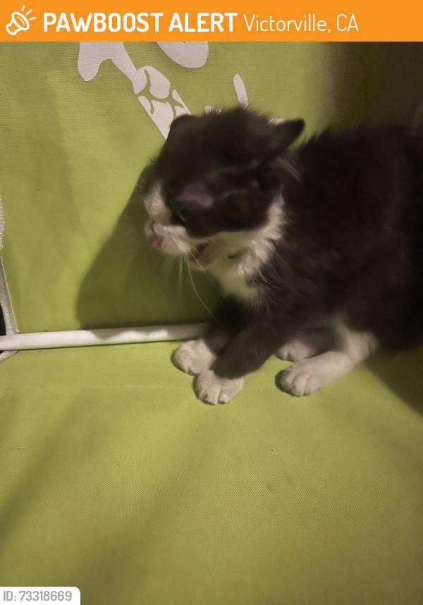 Found/Stray Unknown Cat last seen Hook and reno loop, Victorville, CA 92394