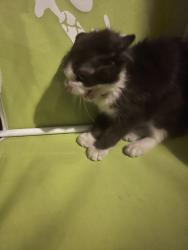 Found/Stray Unknown Cat last seen Hook and reno loop, Victorville, CA 92394