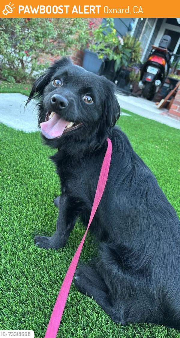 Found/Stray Male Dog last seen ventura road and holly ave, Oxnard, CA 93036