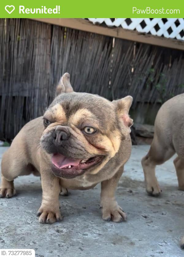 Reunited Female Dog last seen 8th street and Yosemite st, Stockton, CA 95206