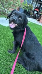 Found/Stray Male Dog last seen ventura road and holly ave, Oxnard, CA 93036
