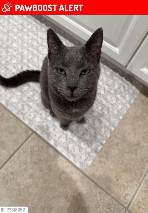 Lost Male Cat last seen Crestwood rd, Royal Palm Beach, FL 33411