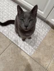 Lost Male Cat last seen Crestwood rd, Royal Palm Beach, FL 33411