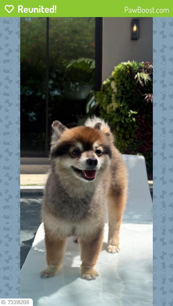 Reunited Male Dog last seen Bayshore blvd, Tampa, FL 33611