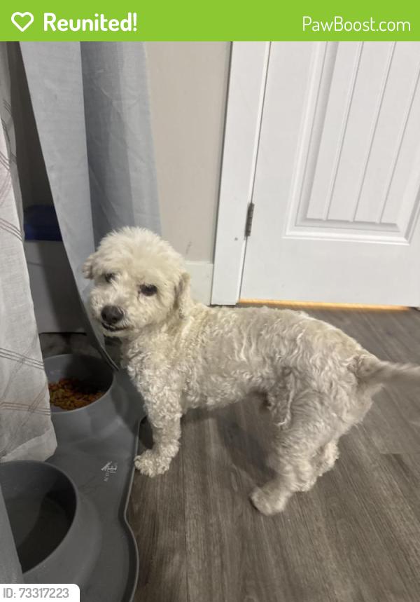 Reunited Male Dog last seen E Quintard St & E Prospect St, Chula Vista, CA 91911