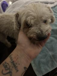 Reunited Unknown Dog last seen Juan Diego Ave, Las Cruces, NM 88001, USA, Las Cruces, NM 88001