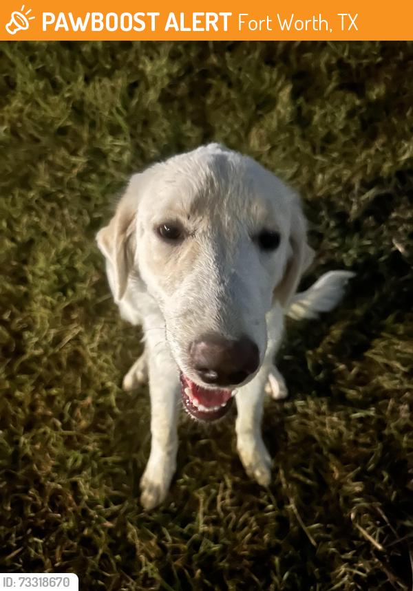 Found/Stray Unknown Dog last seen Near The Launchbox Collective, Fort Worth, TX 76110