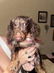Reunited Male Dog last seen Buckingham Dr NW, Knoxville, TN 37909, USA, Knoxville, TN 37909