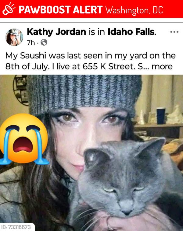 Lost Female Cat last seen Mound and Sage, Washington, DC 20001