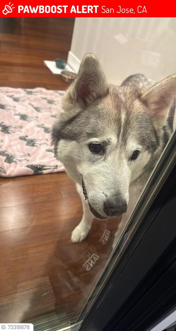 Lost Male Dog last seen Richmond Ave, San Jose, CA 95128