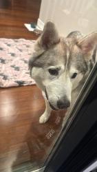 Lost Male Dog last seen Richmond Ave, San Jose, CA 95128