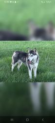 Lost Female Dog last seen Peach Ranchero, Hesperia, CA 92345