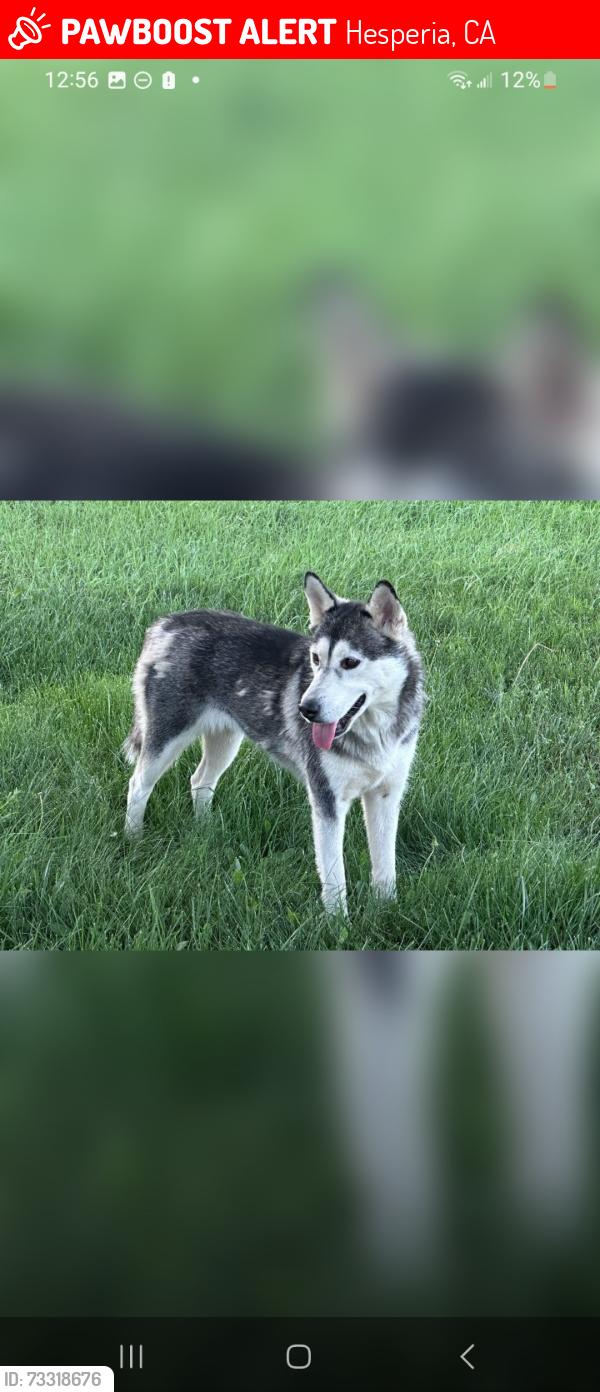 Lost Female Dog last seen Peach Ranchero, Hesperia, CA 92345