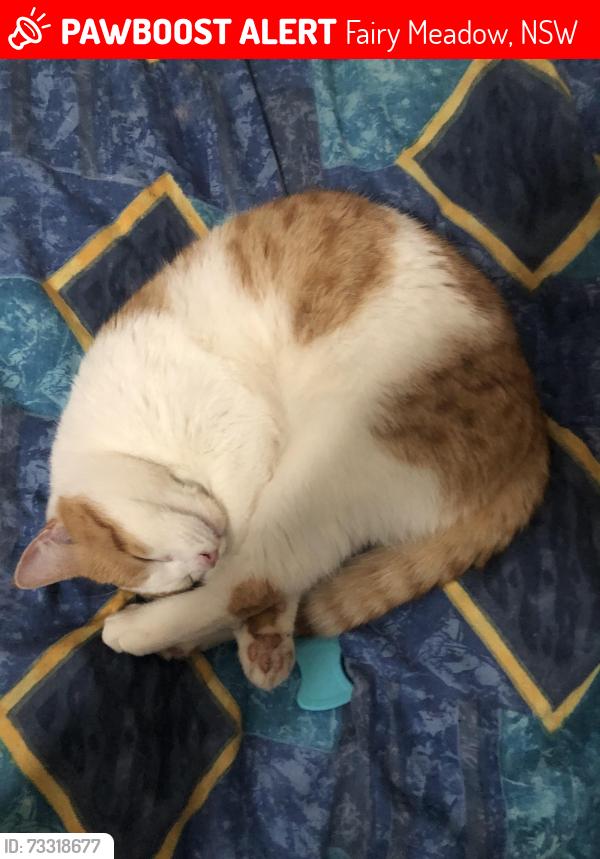 Lost Male Cat last seen Cabbage tree lane, Fairy Meadow, NSW 2519
