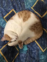 Lost Male Cat last seen Cabbage tree lane, Fairy Meadow, NSW 2519