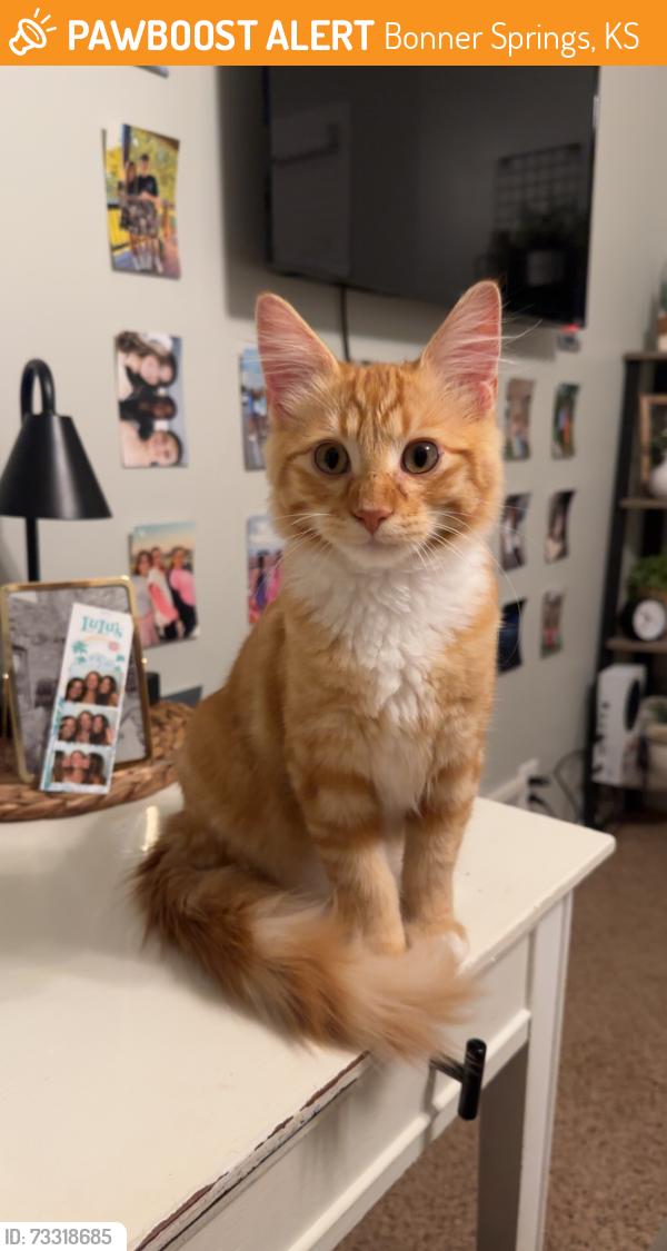 Found/Stray Male Cat last seen 135th street bonner springs kansas, Bonner Springs, KS 66012