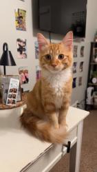 Found/Stray Male Cat last seen 135th street bonner springs kansas, Bonner Springs, KS 66012