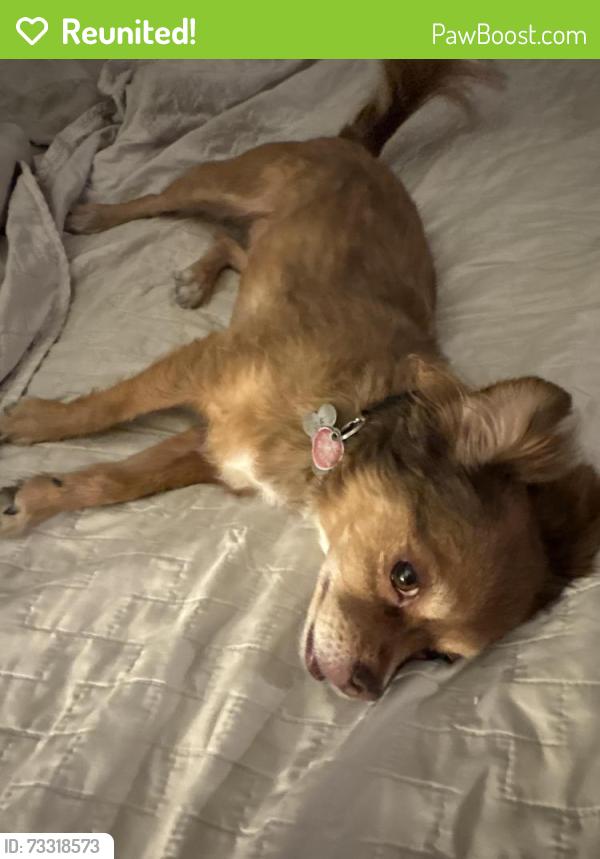 Reunited Female Dog last seen Desert Inn and Sandhill, Las Vegas, NV 89121