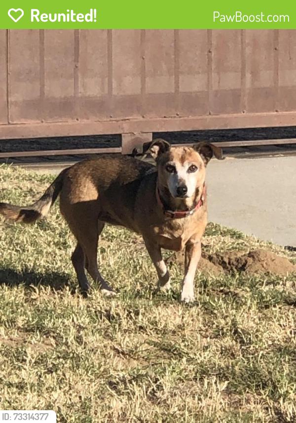 Reunited Female Dog last seen Randall Ave, near Riverside st, Rialto, CA 92376