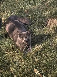 Found/Stray Female Cat last seen Artesian and Marquette, Chicago, IL 60629