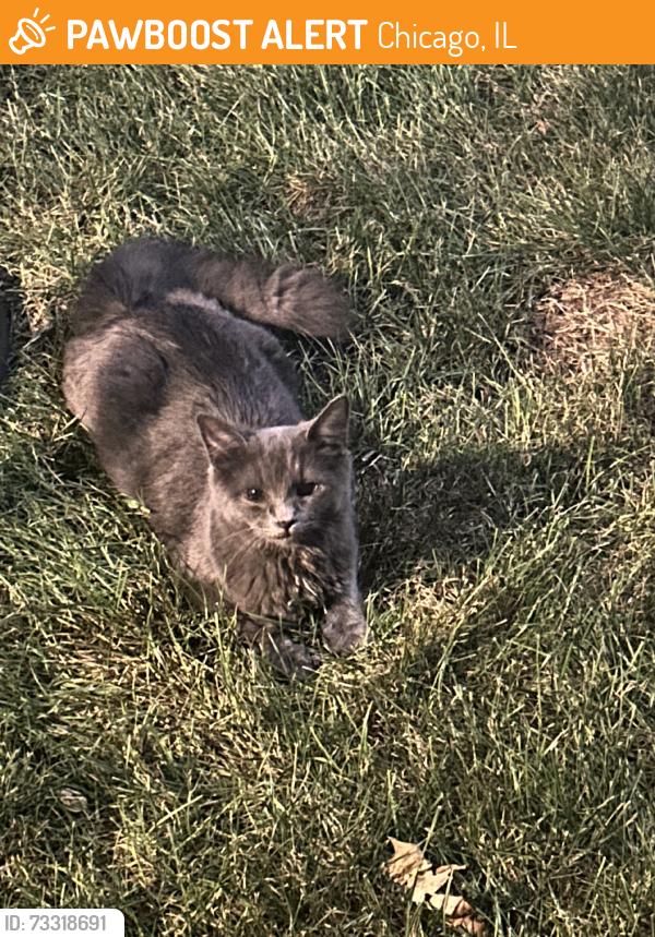 Found/Stray Female Cat last seen Artesian and Marquette, Chicago, IL 60629