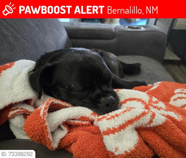 Lost Male Dog last seen Unser near Rio rancho, Bernalillo, NM 87004