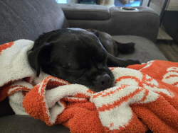Lost Male Dog last seen Unser near Rio rancho, Bernalillo, NM 87004