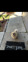 Reunited Male Dog last seen Near Spring Dale Dr, San Antonio, TX 78249, USA, San Antonio, TX 78249