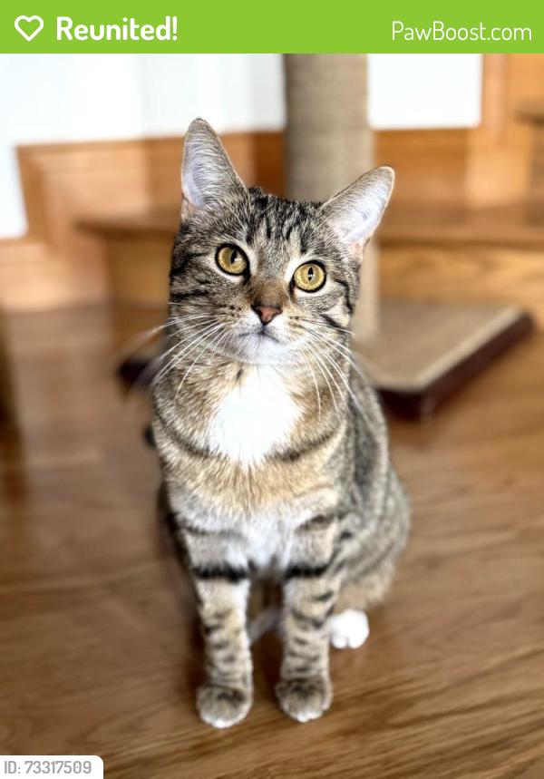 Reunited Female Cat last seen NE 59th and Alameda, Portland, OR 97213