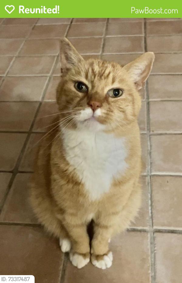Reunited Male Cat last seen The Hesketh Pub, Cheadle Hulme, England SK8 5BA