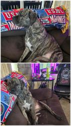 Reunited Male Dog last seen N 115th E Ave, Collinsville, OK 74021, USA, Collinsville, OK 74021