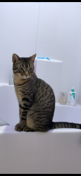 Lost Male Cat last seen West Main Mountain View road, Rapid City, SD 57702