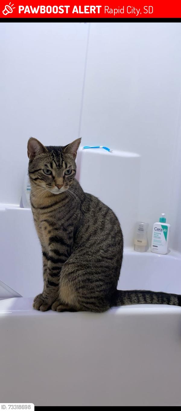 Lost Male Cat last seen West Main Mountain View road, Rapid City, SD 57702