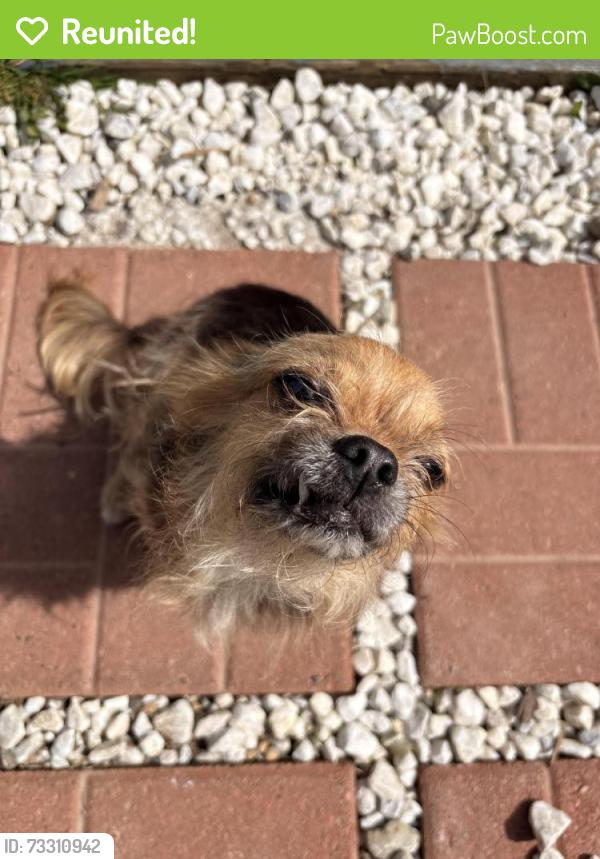 Reunited Female Dog last seen winco bremerton, Bremerton, WA 98312