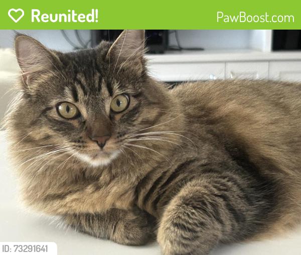 Reunited Female Cat last seen 4th and Laurel, Pacific Grove, Pacific Grove, CA 93950