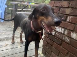 Found/Stray Female Dog last seen 51st and South 273rd E Ave, Catoosa, OK 74015