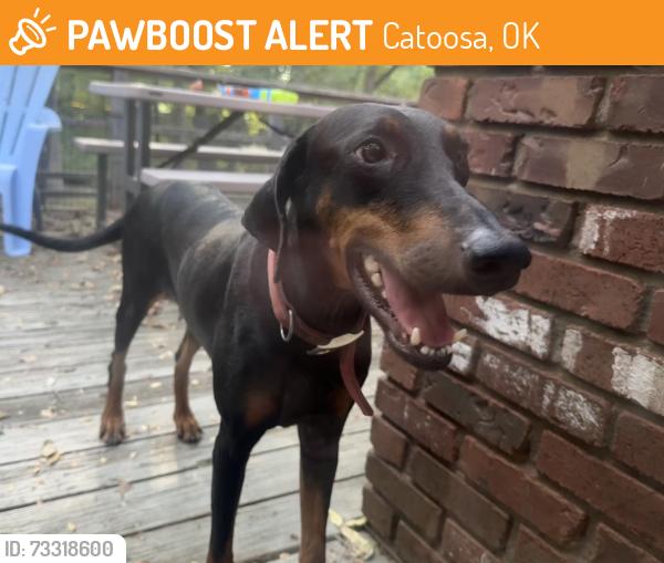 Found/Stray Female Dog last seen 51st and South 273rd E Ave, Catoosa, OK 74015