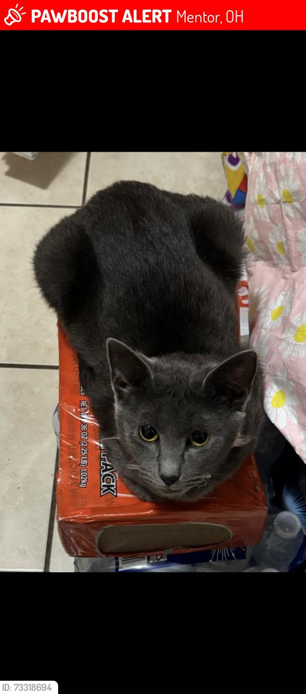 Lost Female Cat last seen orchard road, Mentor, OH 44060