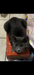 Lost Female Cat last seen orchard road, Mentor, OH 44060