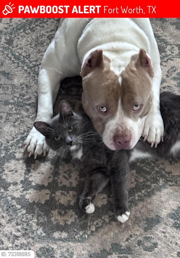 Lost Male Cat last seen Korth & fritz Allen, gale & fritz Allen, Andover & fritz Allen, Fort Worth, TX 76114