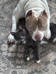 Lost Male Cat last seen Korth & fritz Allen, gale & fritz Allen, Andover & fritz Allen, Fort Worth, TX 76114