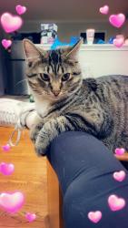 Lost Male Cat last seen Kentucky, Independence, MO 64056