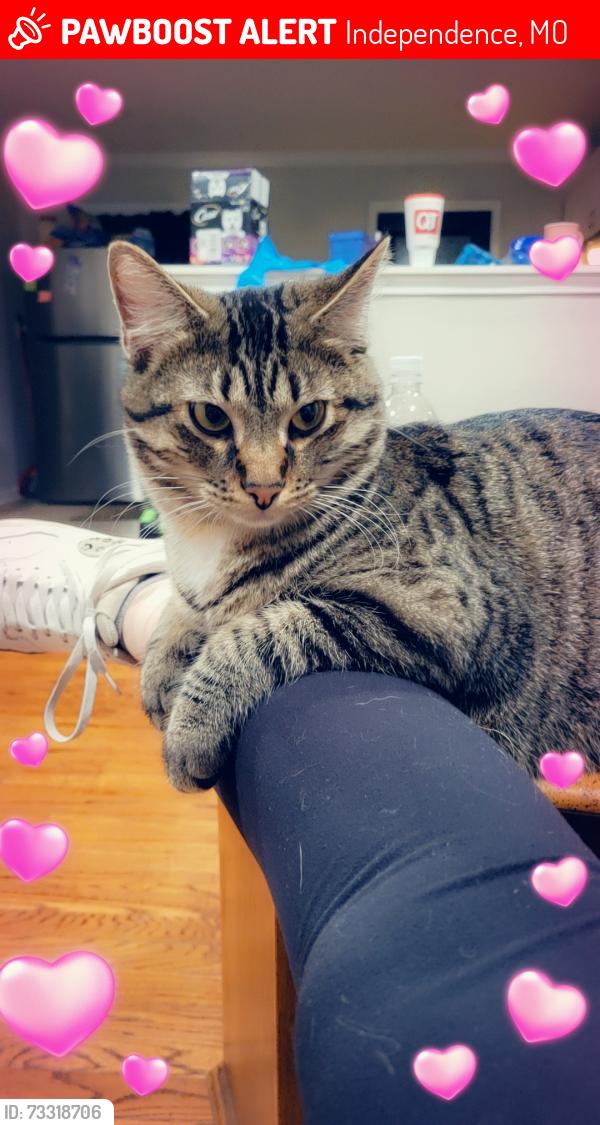 Lost Male Cat last seen Kentucky, Independence, MO 64056