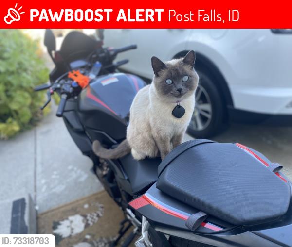 Lost Female Cat last seen Near N Alfalfa Loop, Post Falls, ID 83854